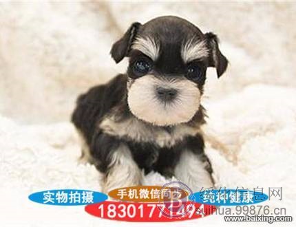 老头犬爱玩活泼雪纳瑞幼犬赛级雪纳瑞 宠物狗活体